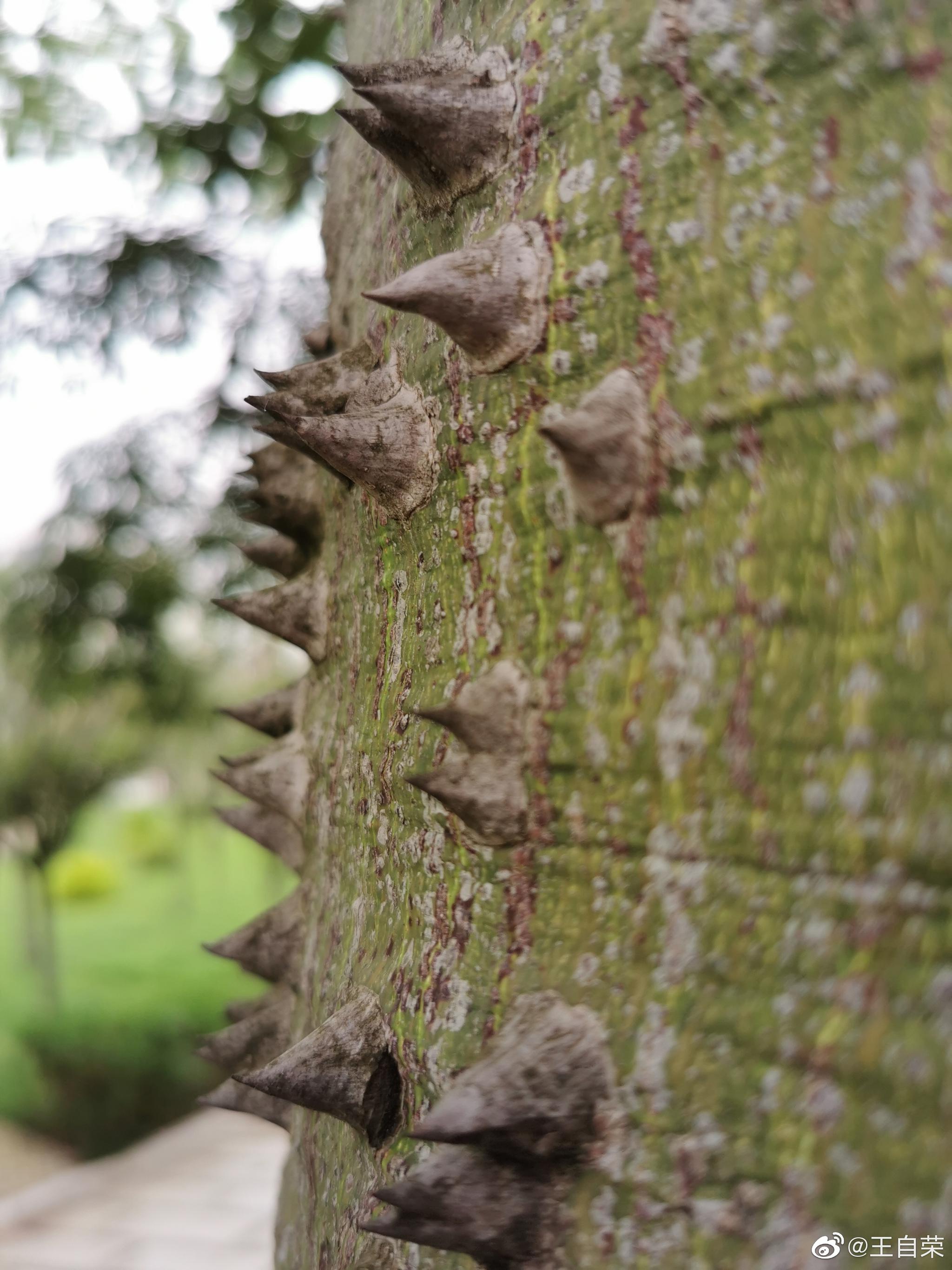 拍照也是我的佛系生活美丽异木棉的刺
