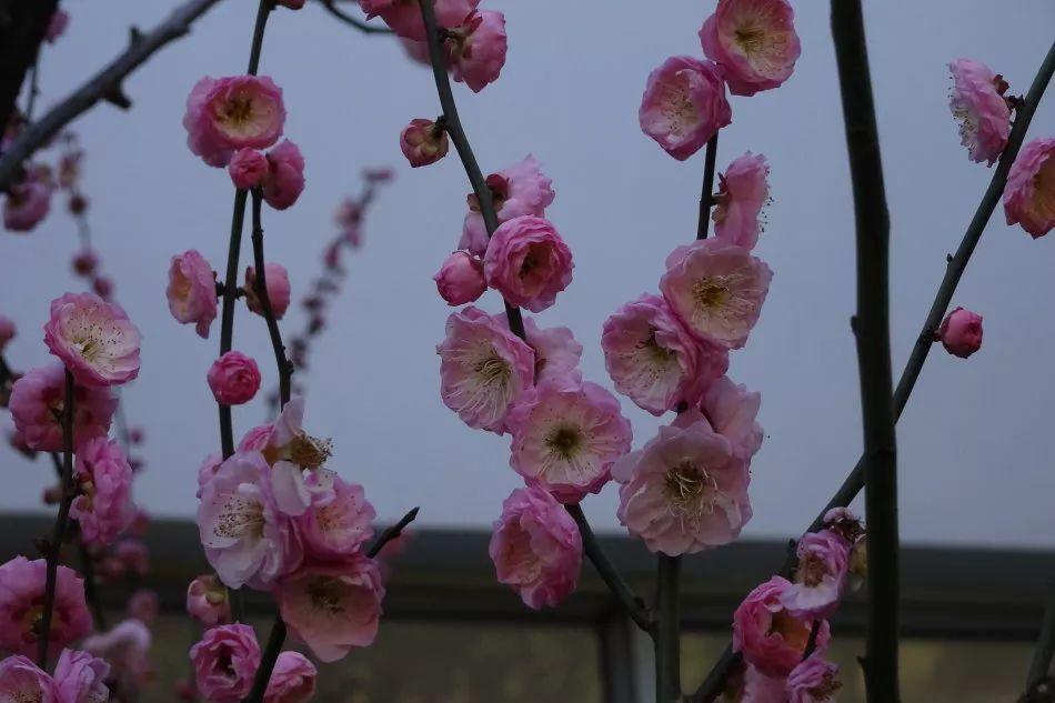 银红台阁「疏影横斜水清浅,暗香浮动月黄昏」道出了梅花的清影神韵,不