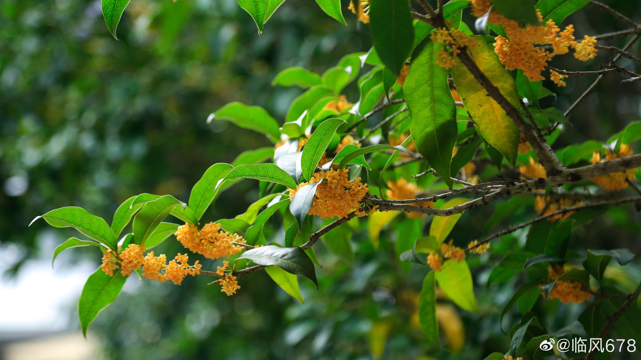 八月桂花树什么时候种植