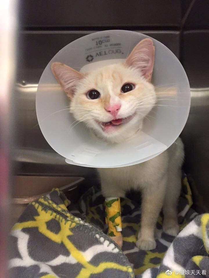 一只车祸后下颚骨折的猫咪,被人们救助后依然勇敢微笑面对生活
