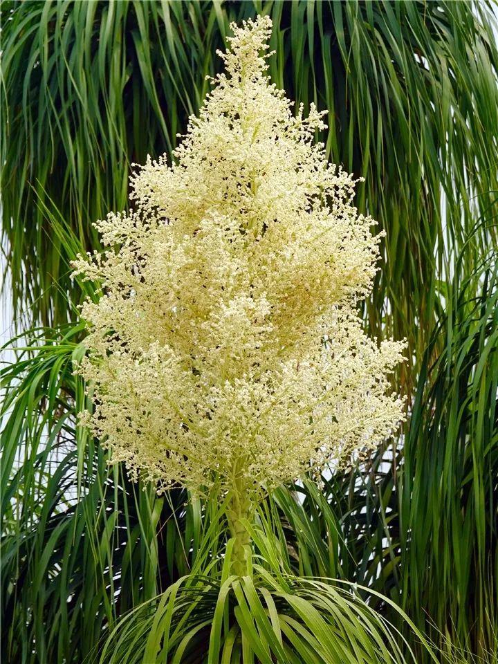 2930年的酒瓶兰竟然开花了肚子像口大锅