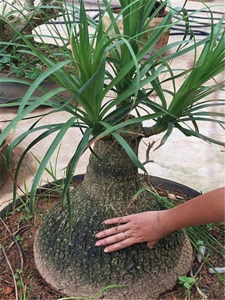 2930年的酒瓶兰竟然开花了肚子像口大锅