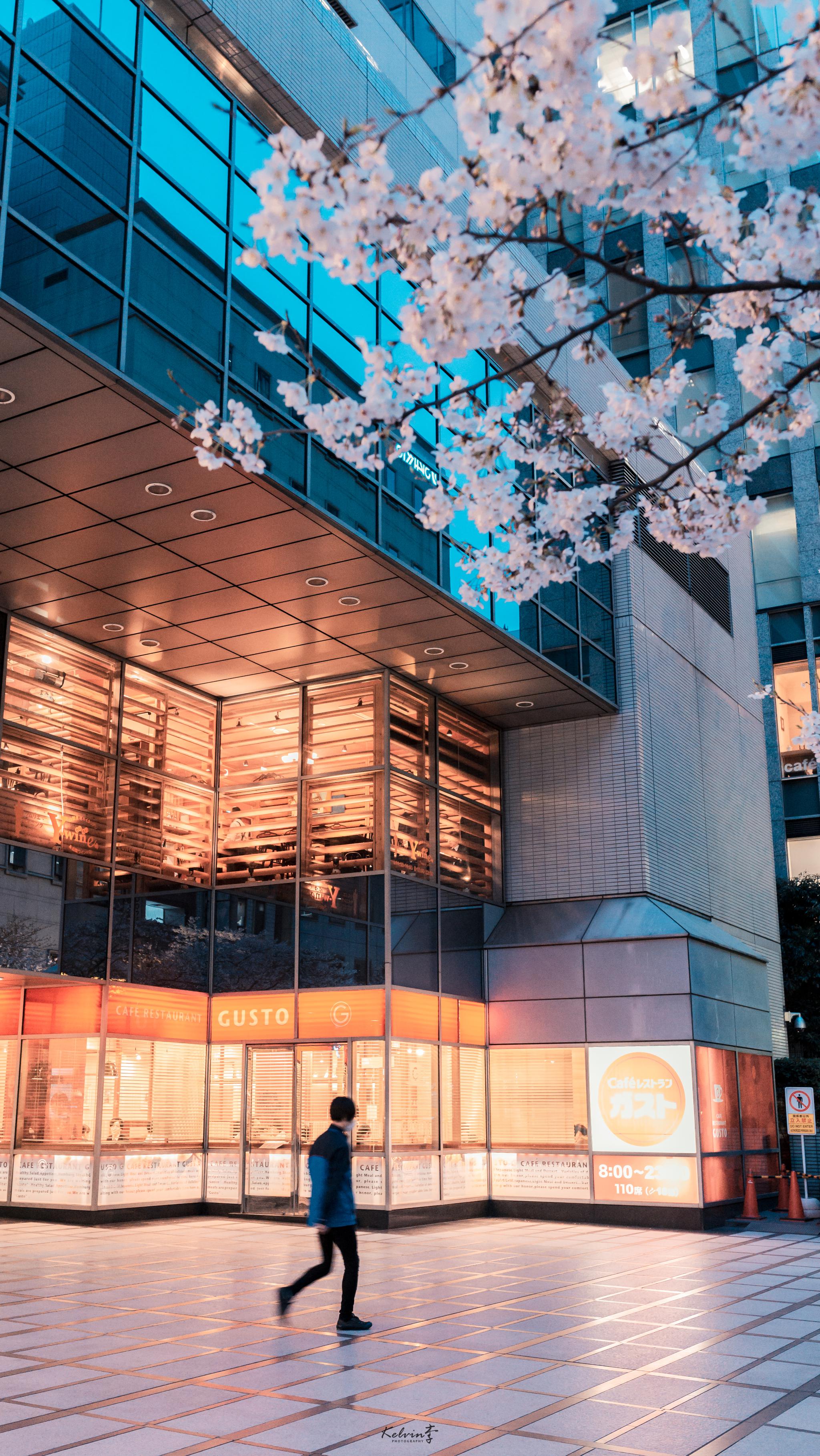 樱花如期而至,东京站八重洲口作者:kelvin李