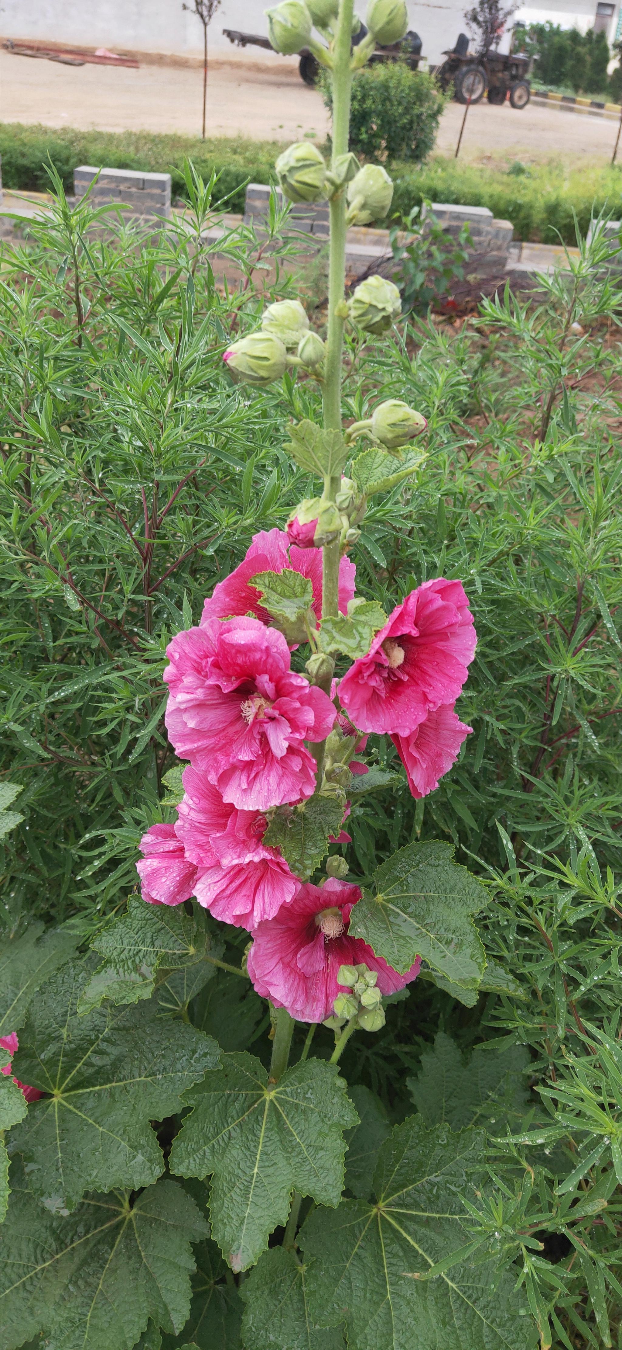 我们叫婆花?好看吧