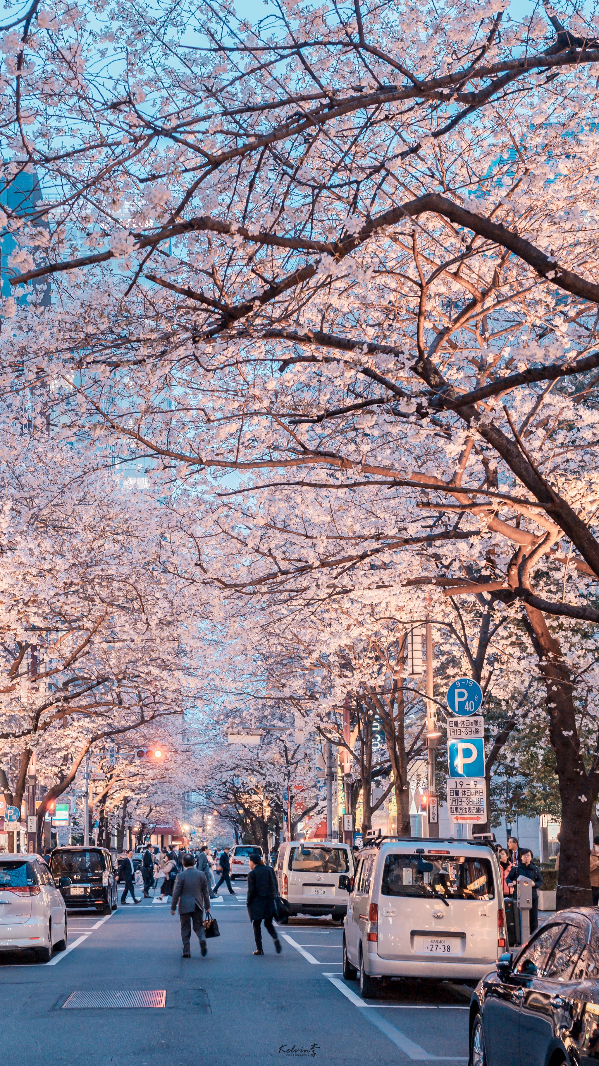 樱花如期而至,东京站八重洲口作者:kelvin李