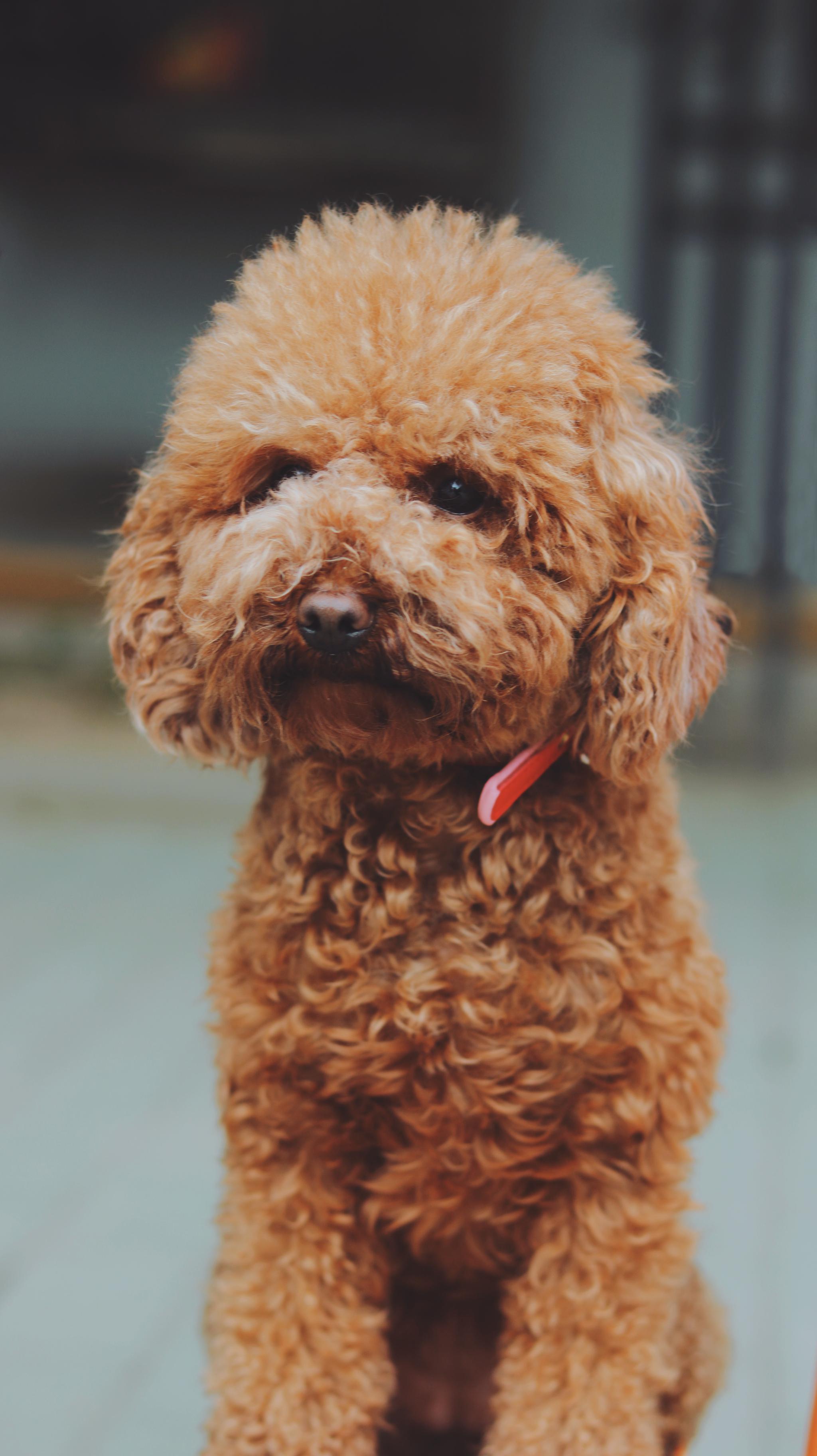 两岁的coco可爱不,什么时候我也想养小动物_高清图集_新浪网