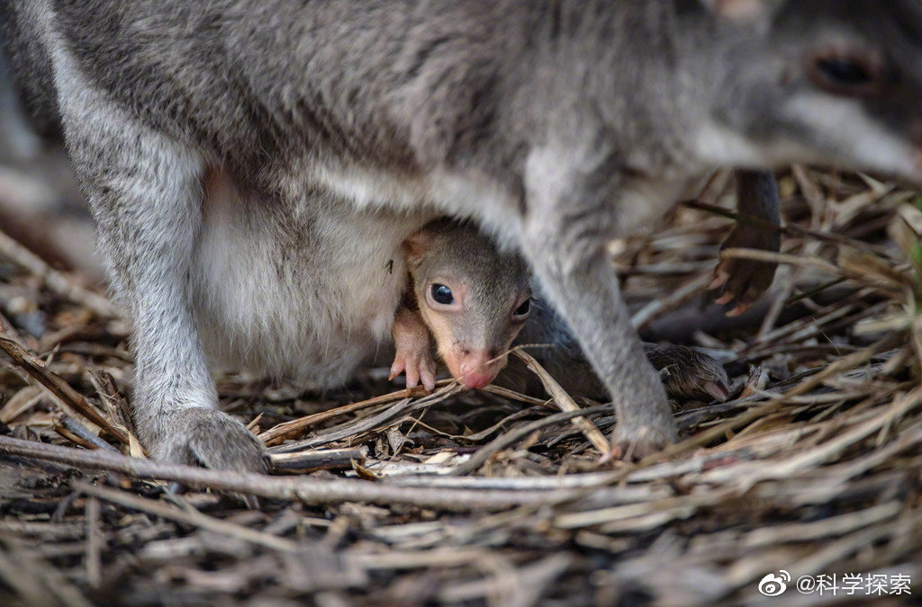 英国动物园首只珍稀沙袋鼠幼崽亮相 小家伙躲在育儿袋捉迷藏