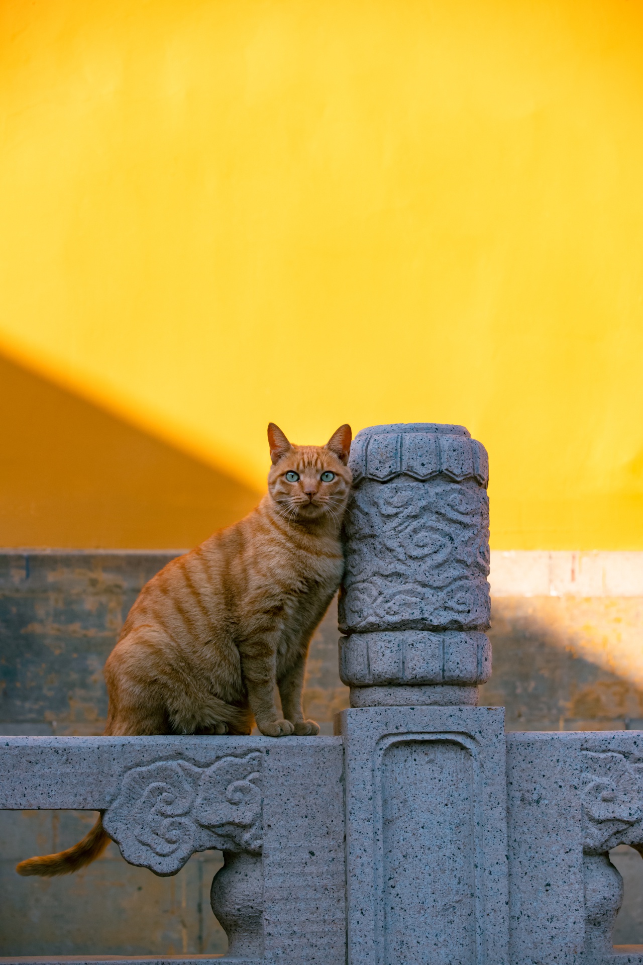 大橘当当——西园寺中皈依的最有灵性的佛猫!