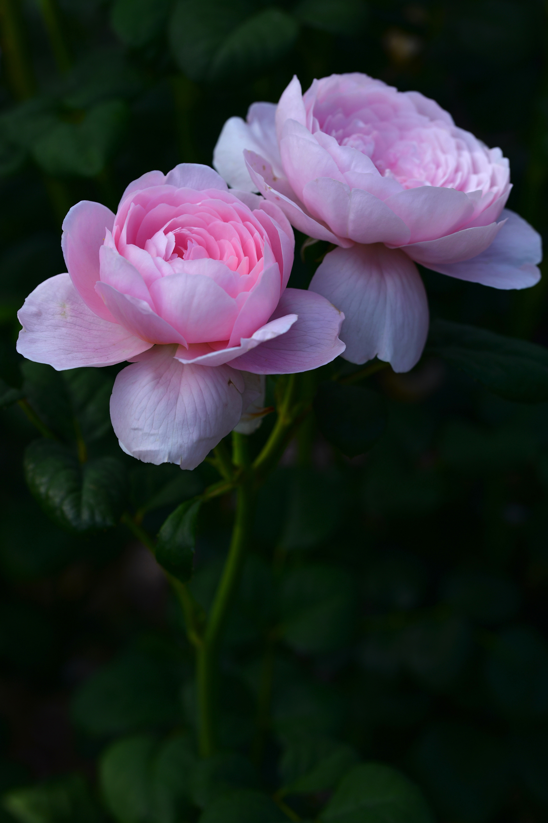 四月花开 五月花落 如世间无常 花开花落一瞬间 四月花开 五月花落 如世间无常 花开花落一瞬间