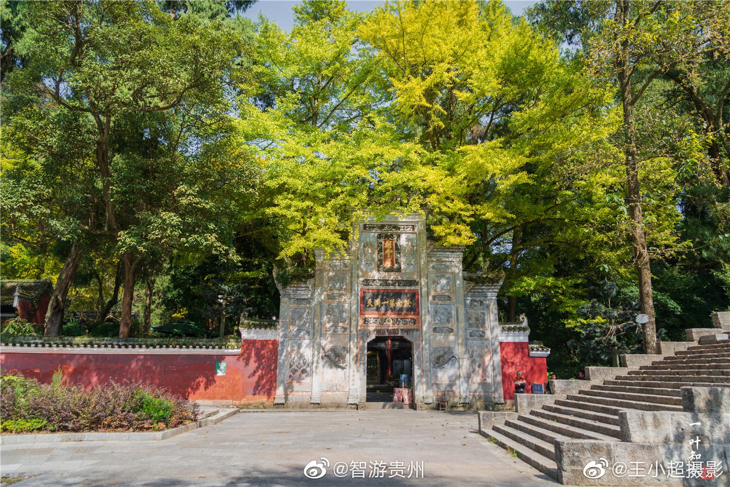 11月1日,贵州黄平飞云崖景区多株银杏已泛黄.再过几日,杏叶飘落