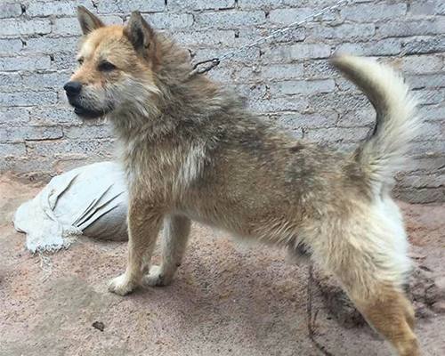 农村里的中华田园犬,像烙印在记忆中的童年小伙伴|田园|土狗|记忆