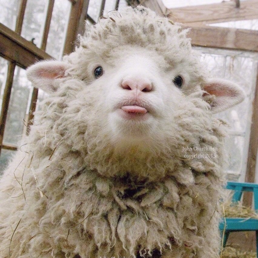 一组可爱的羊咩咩头像