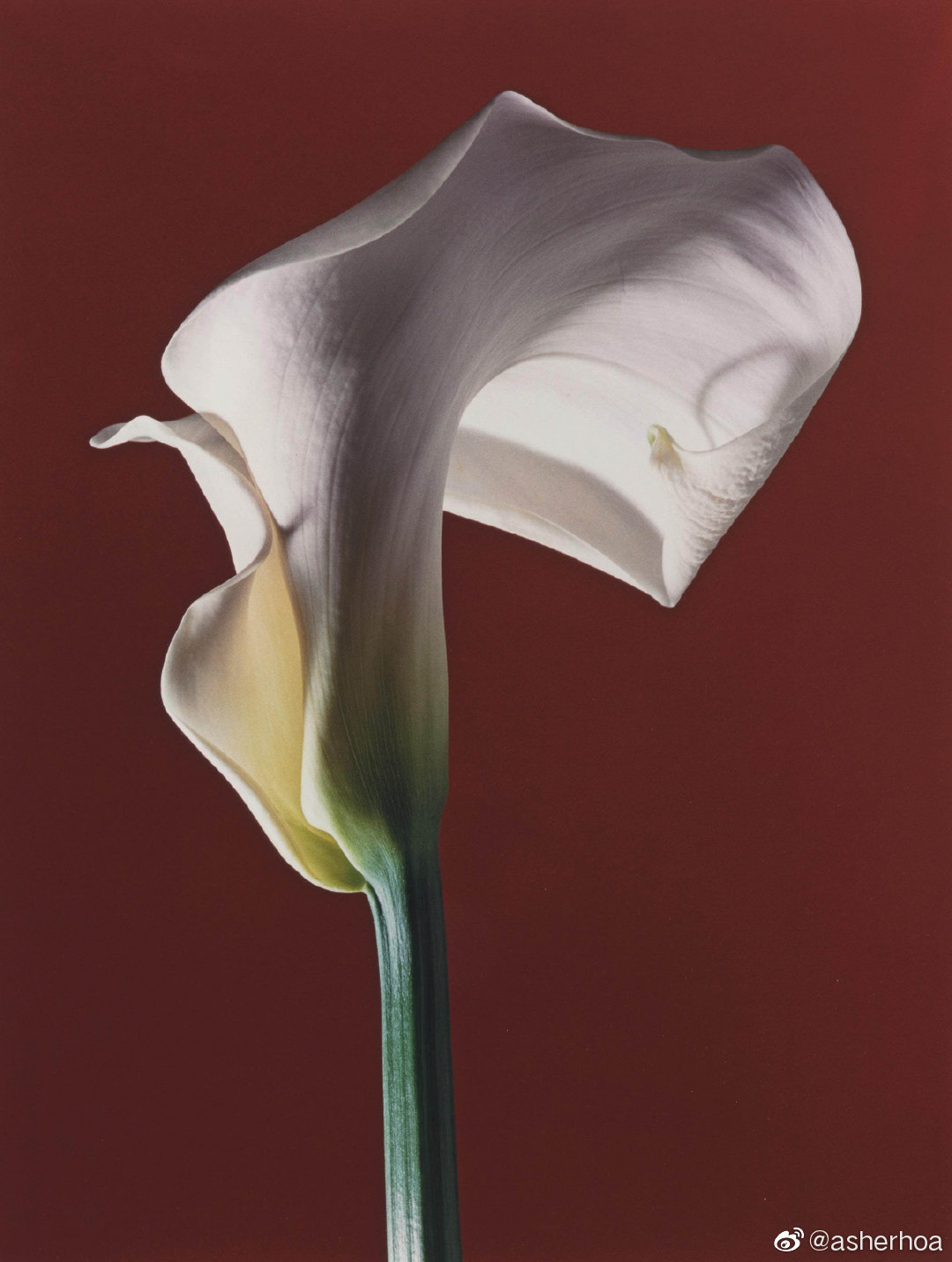 美国摄影师罗伯特梅普尔索普robertmapplethorpe