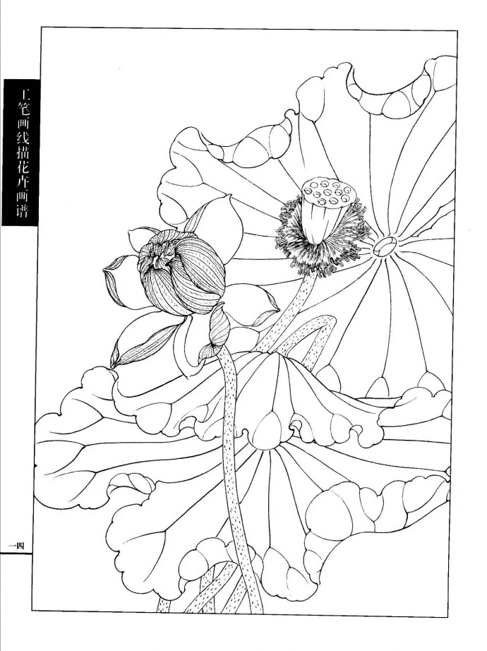 工笔线描荷花画谱