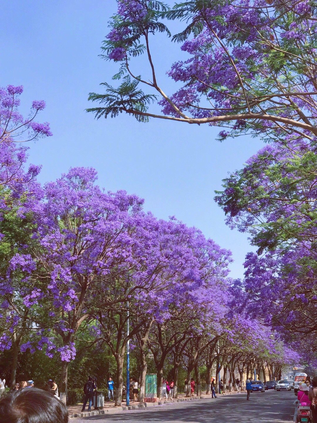 粉丝投稿丨最美公交车站(昆明·较场中路)蓝花楹|蓝花楹|公交车站|投