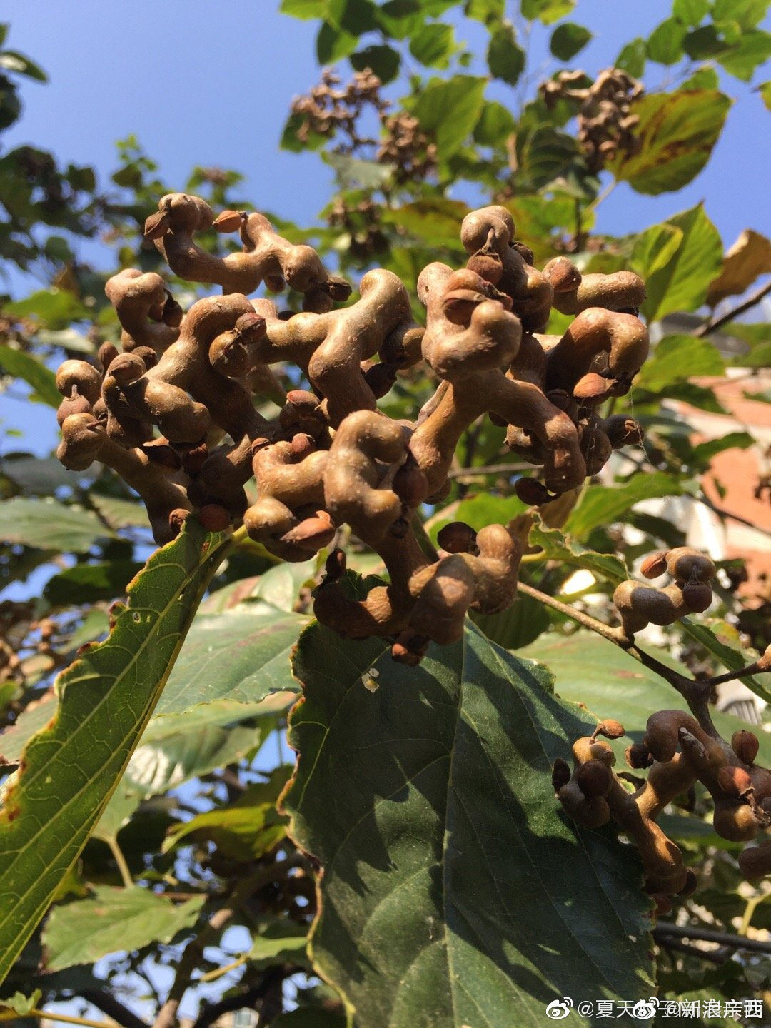 南宁人儿时的秋天记忆 拐枣 你吃过吗 在你那里叫什么呢