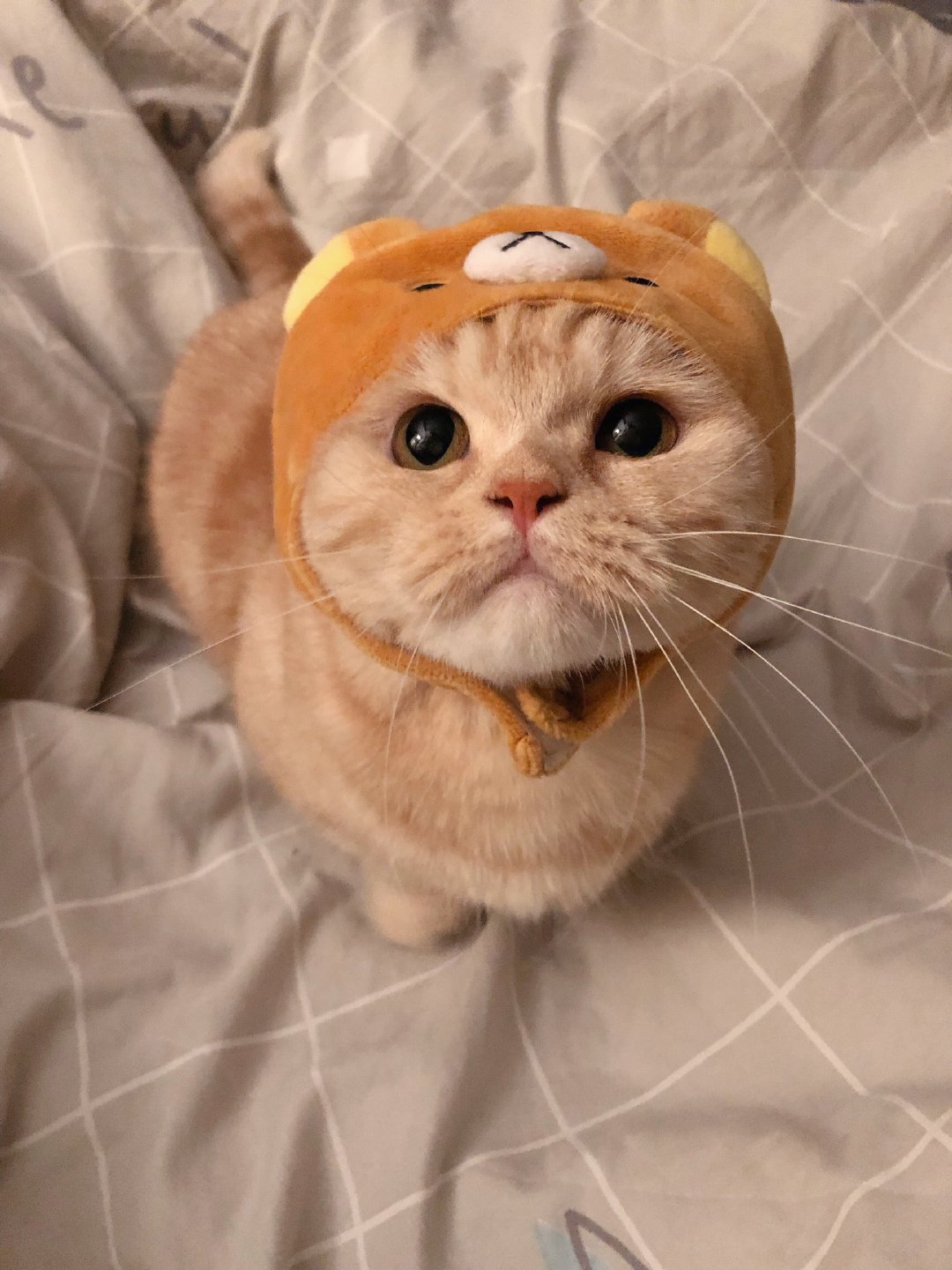 害 你怎么这么可爱!@橘猫沙梨sally