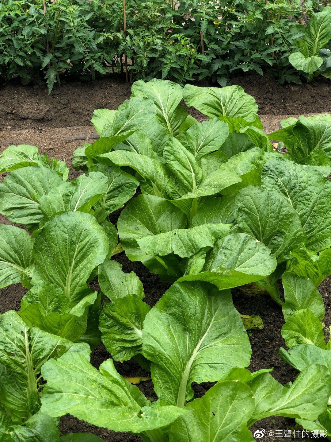 雨后今晨,我种的蔬菜长势喜人.