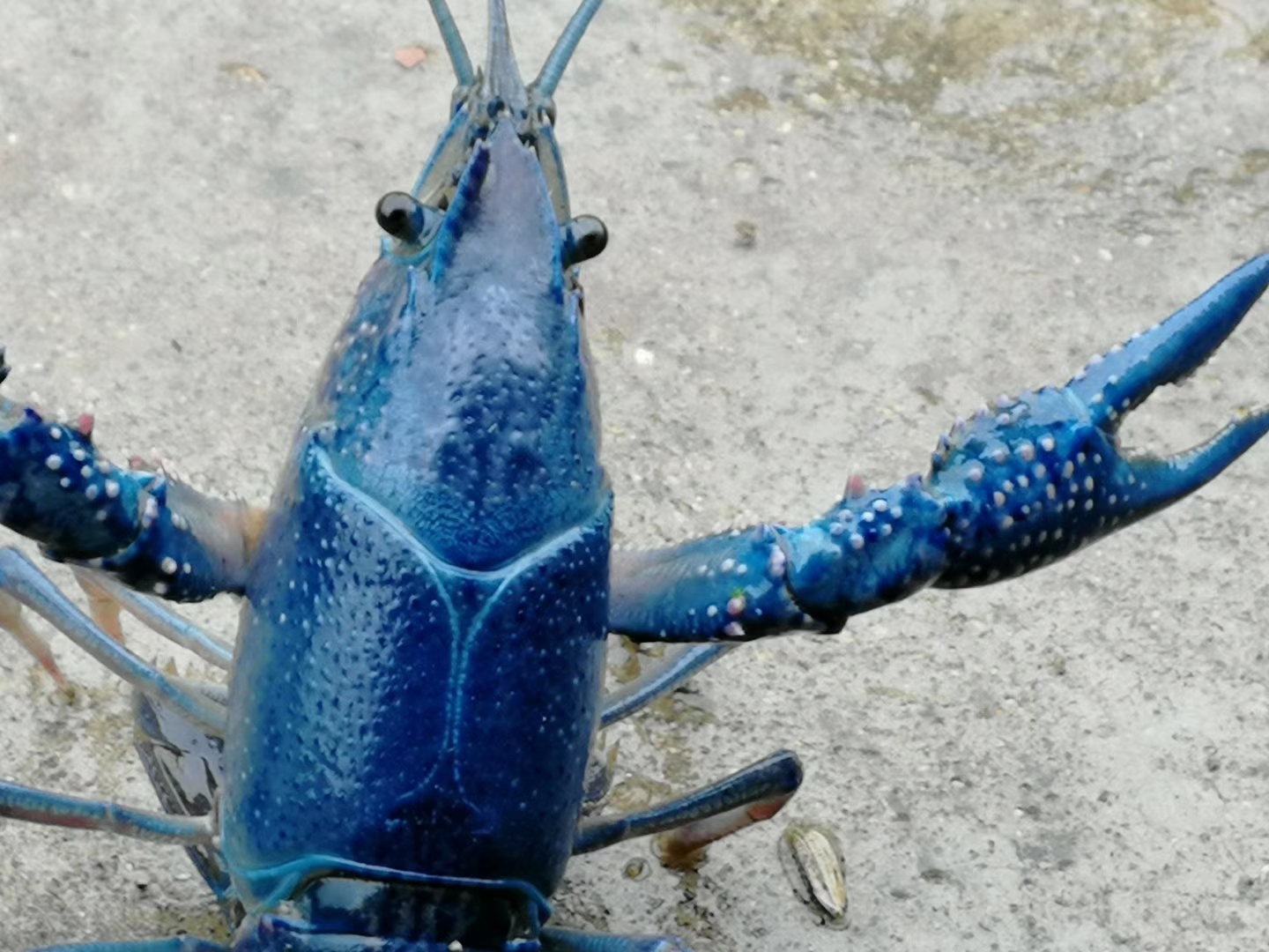 福居农业澳洲蓝龙虾图片