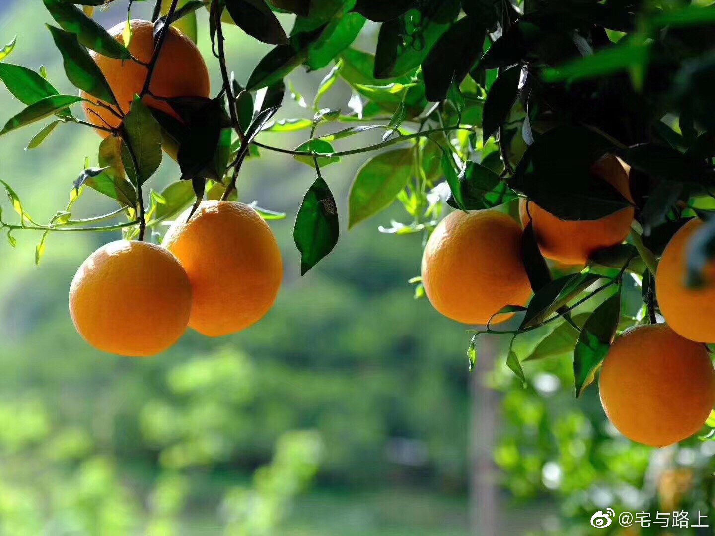 赣南脐橙健康生态