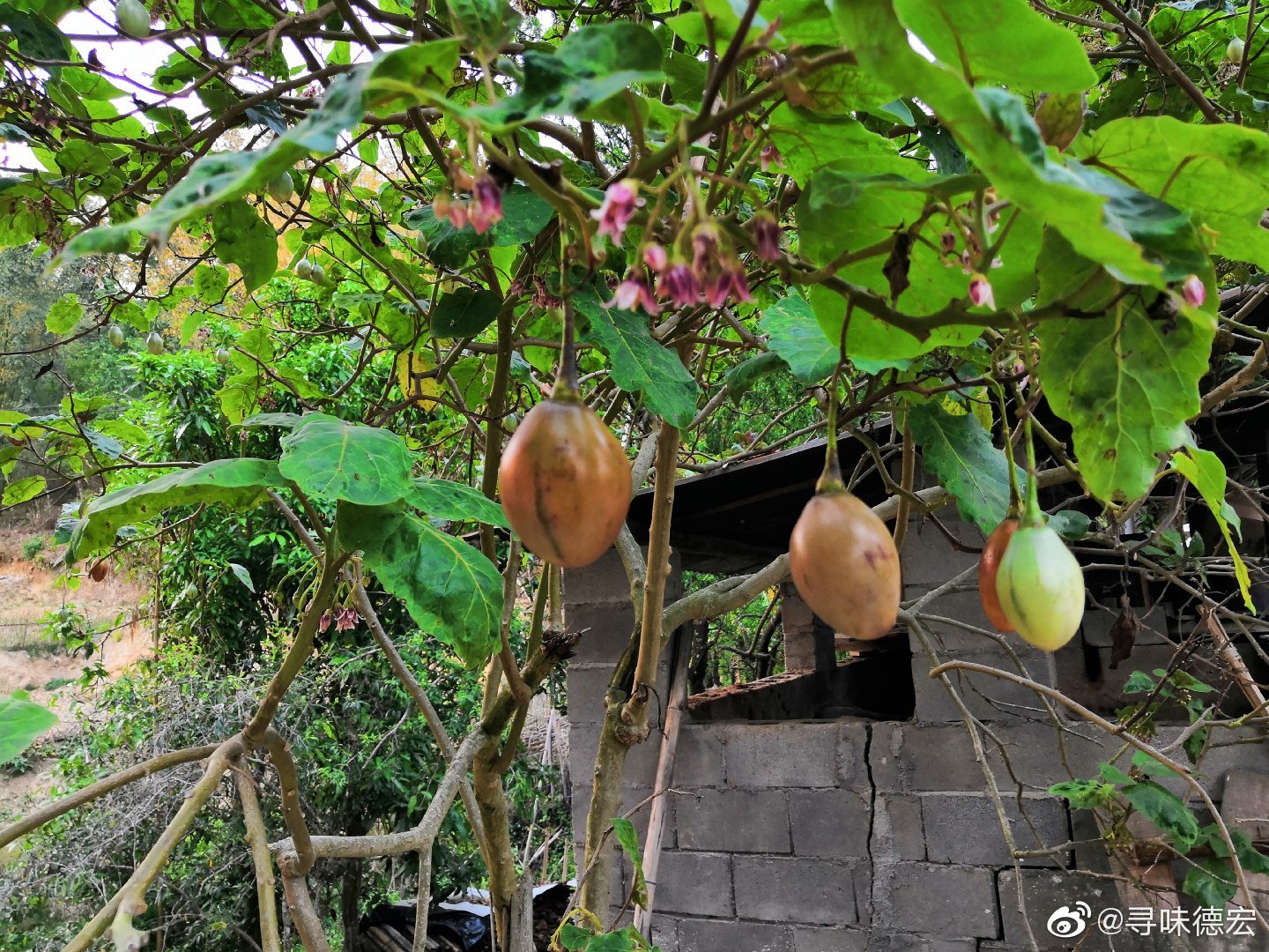 树番茄,在德宏一般用来做果酱及沾水.蛋白质含量高
