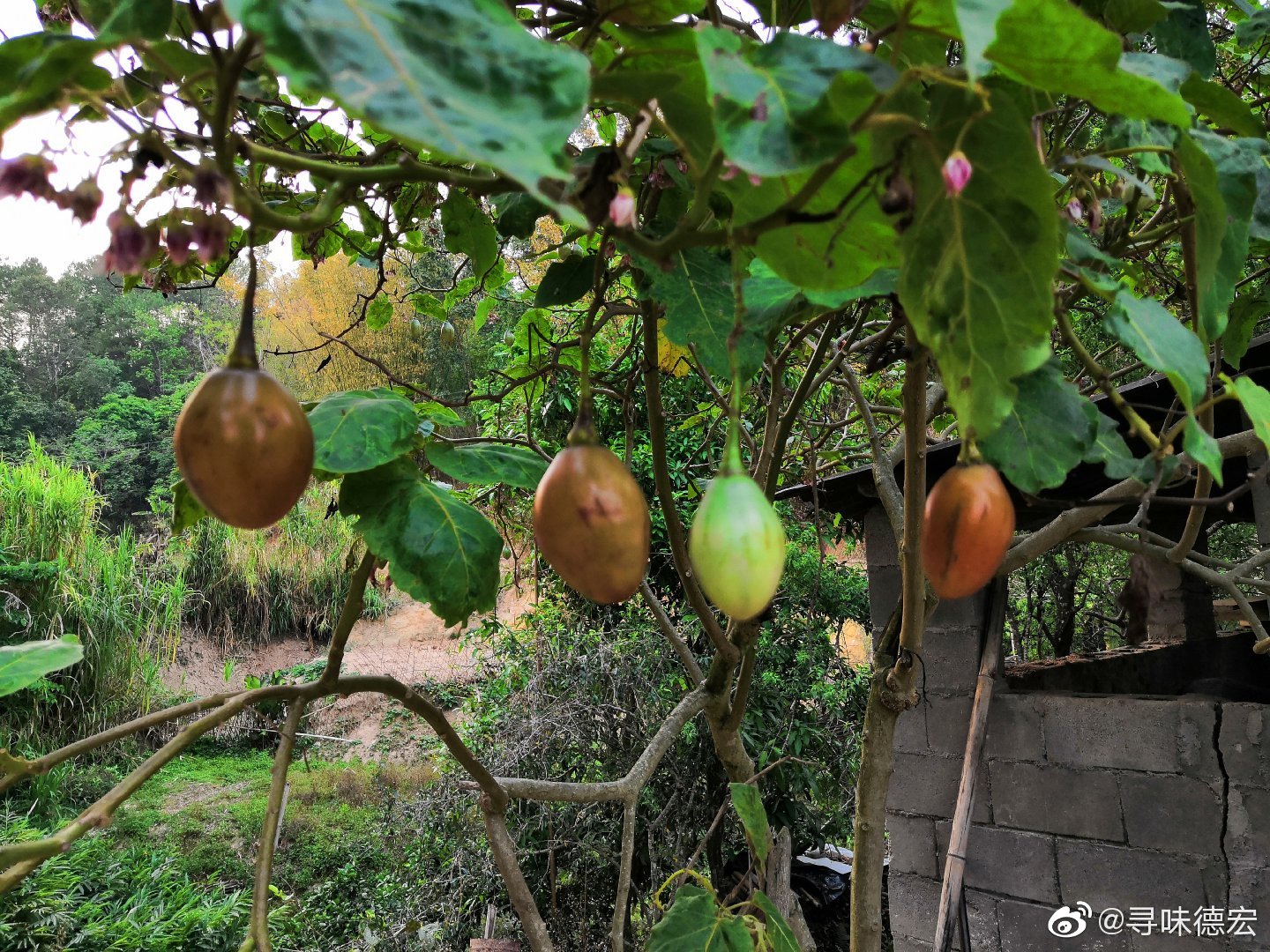 树番茄,在德宏一般用来做果酱及沾水.蛋白质含量高