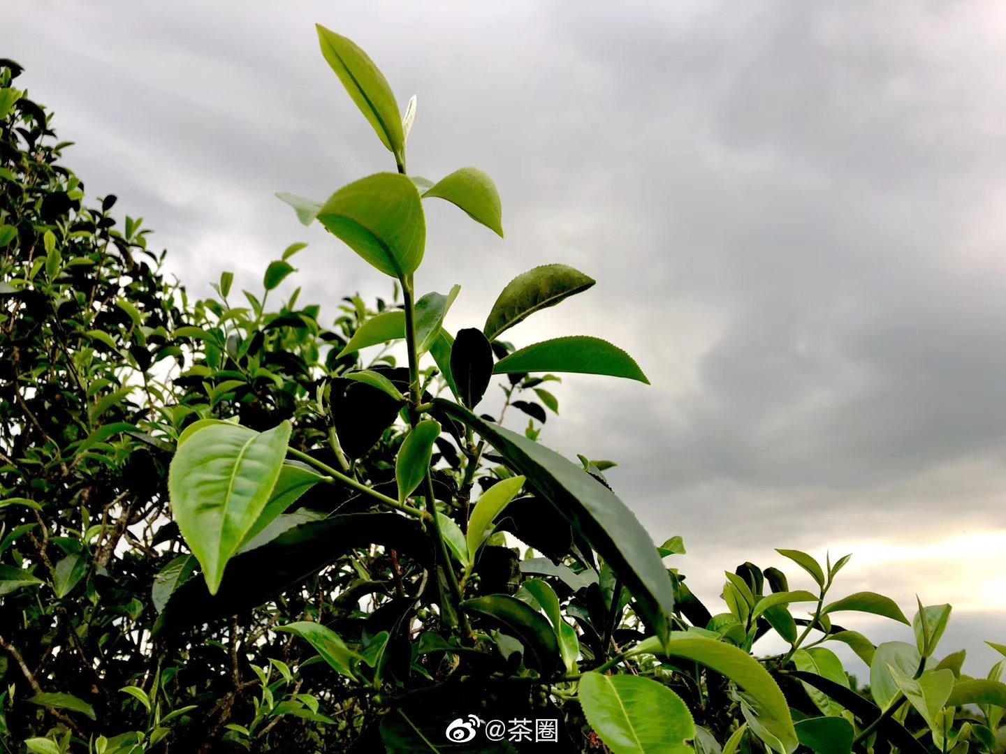 大叶种、中叶种、小叶种的区别