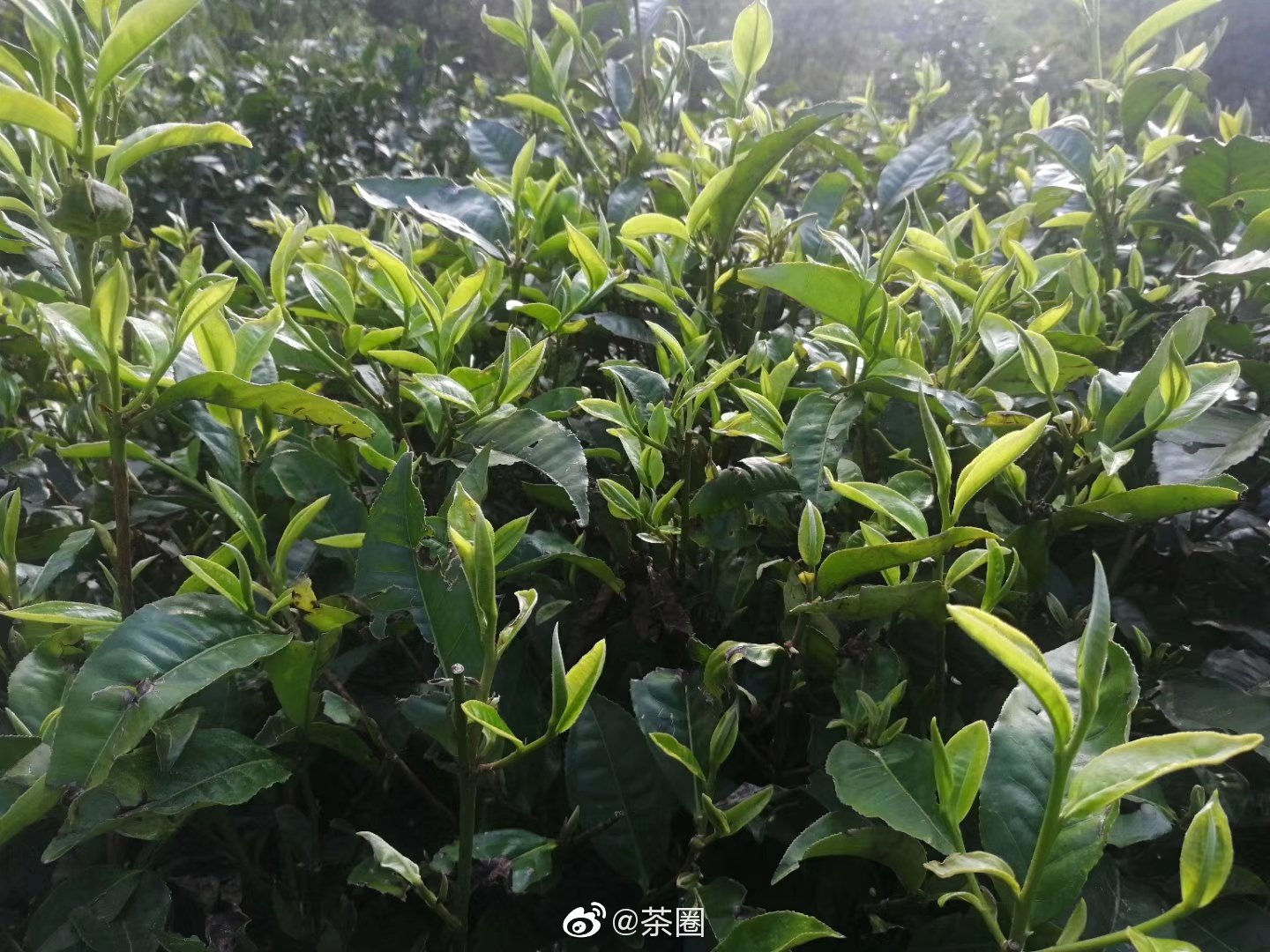 大叶种、中叶种、小叶种的区别