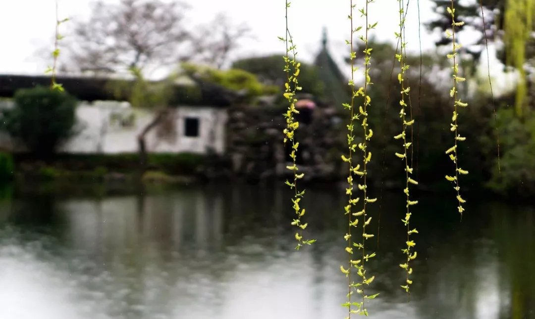 杨柳青青着地垂杨花漫漫搅天飞