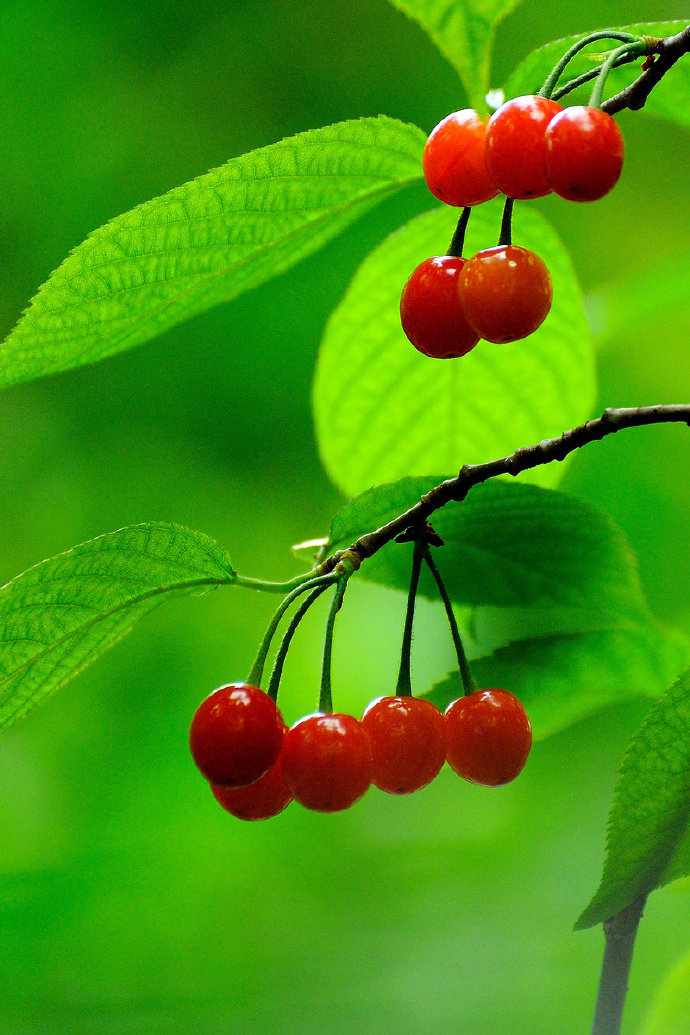 樱桃如珠露如水