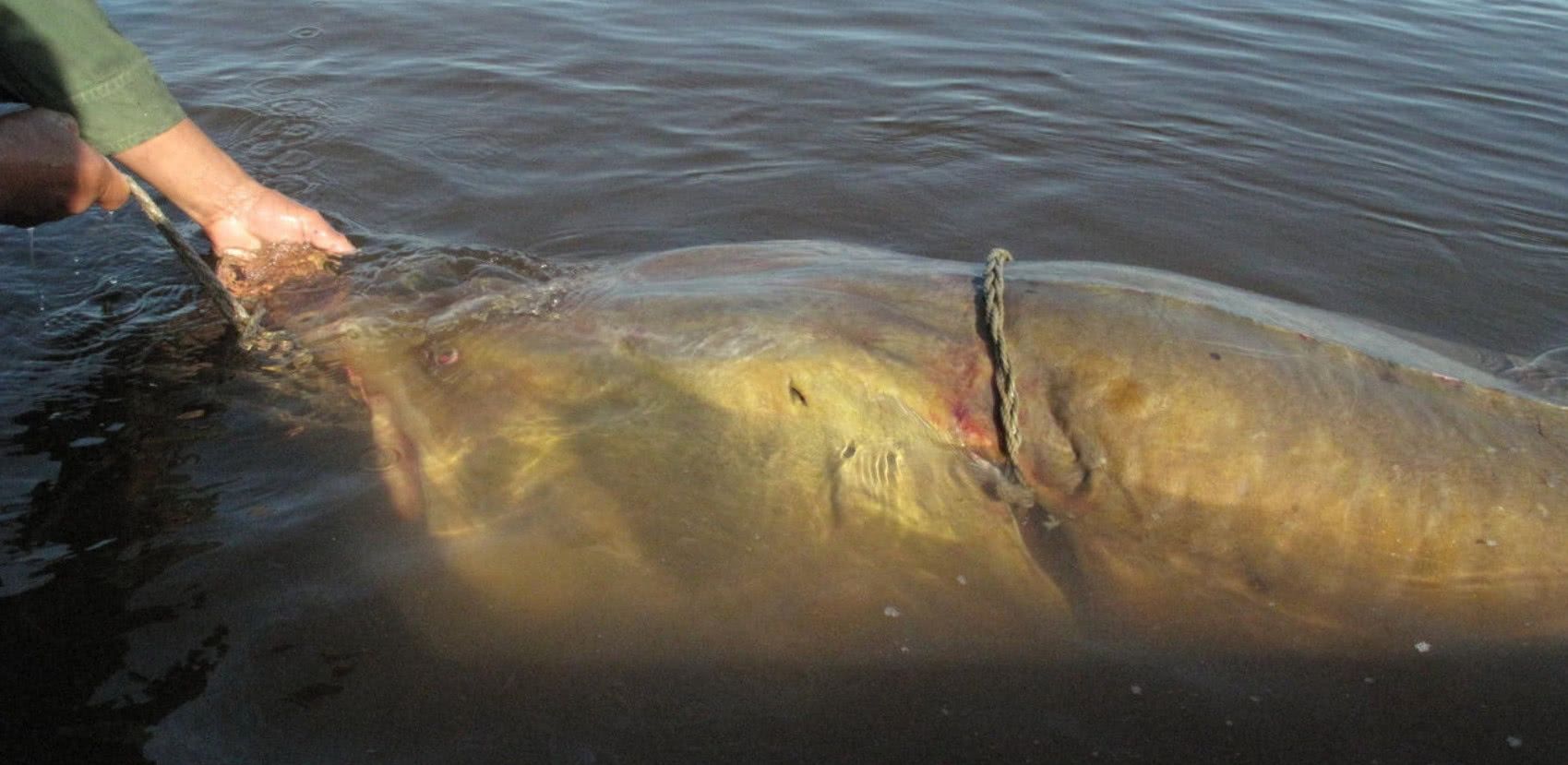 渔民获500斤重大鱼,8年前就卖15万,如今众人劝再贵也别卖