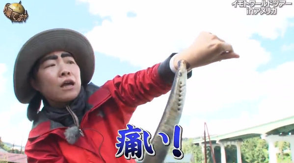 八目鳗