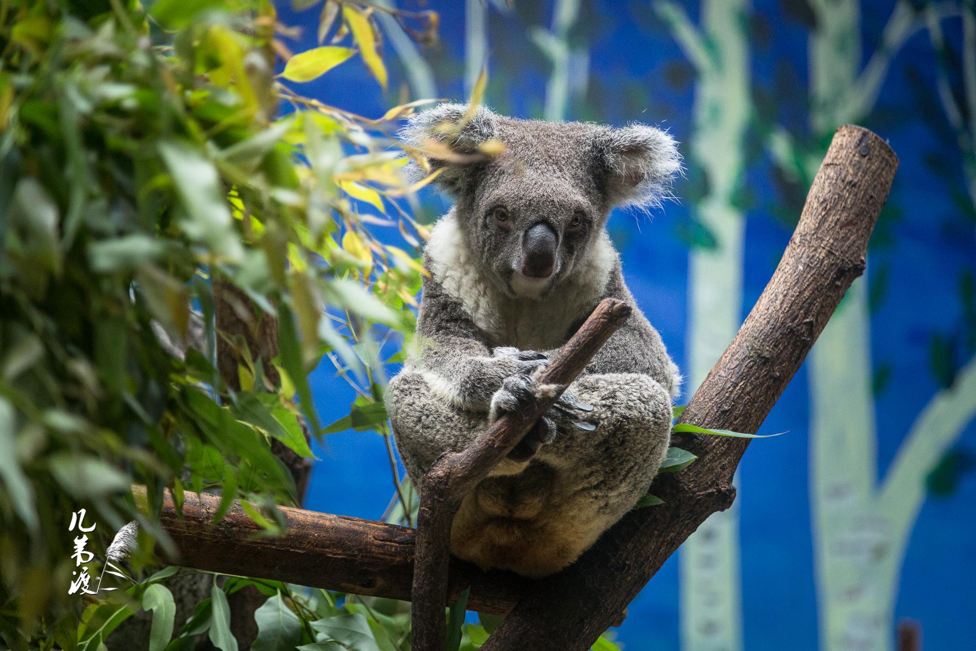 树袋熊又称考拉