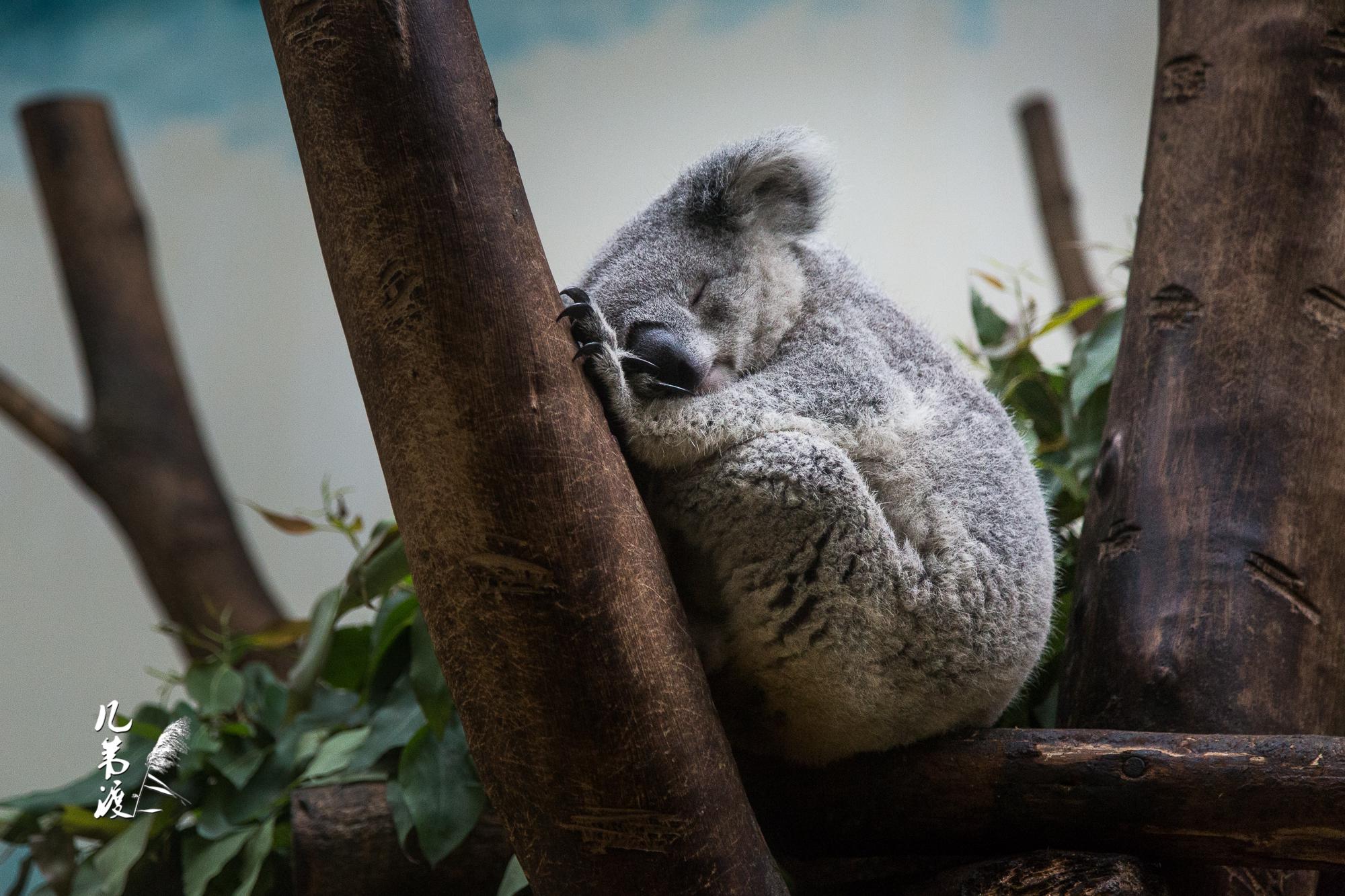 树袋熊又称考拉