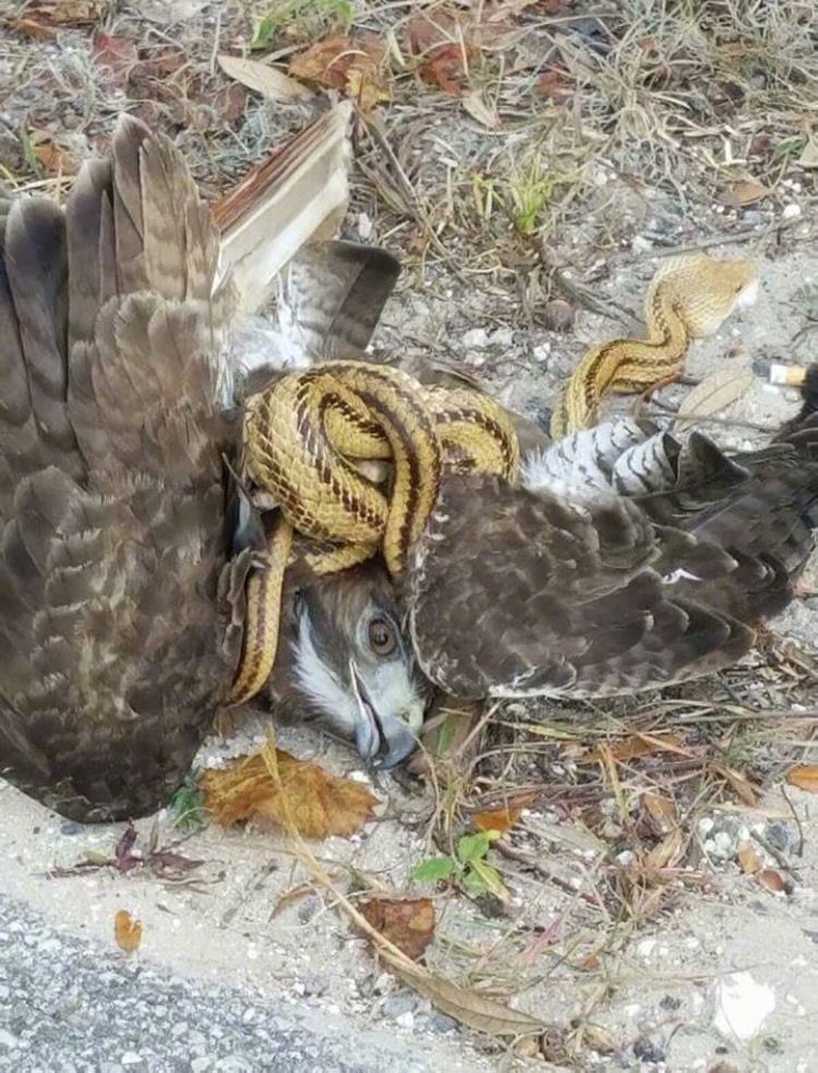 猛禽也难敌地头蛇|火海|老鹰|草原_新浪新闻