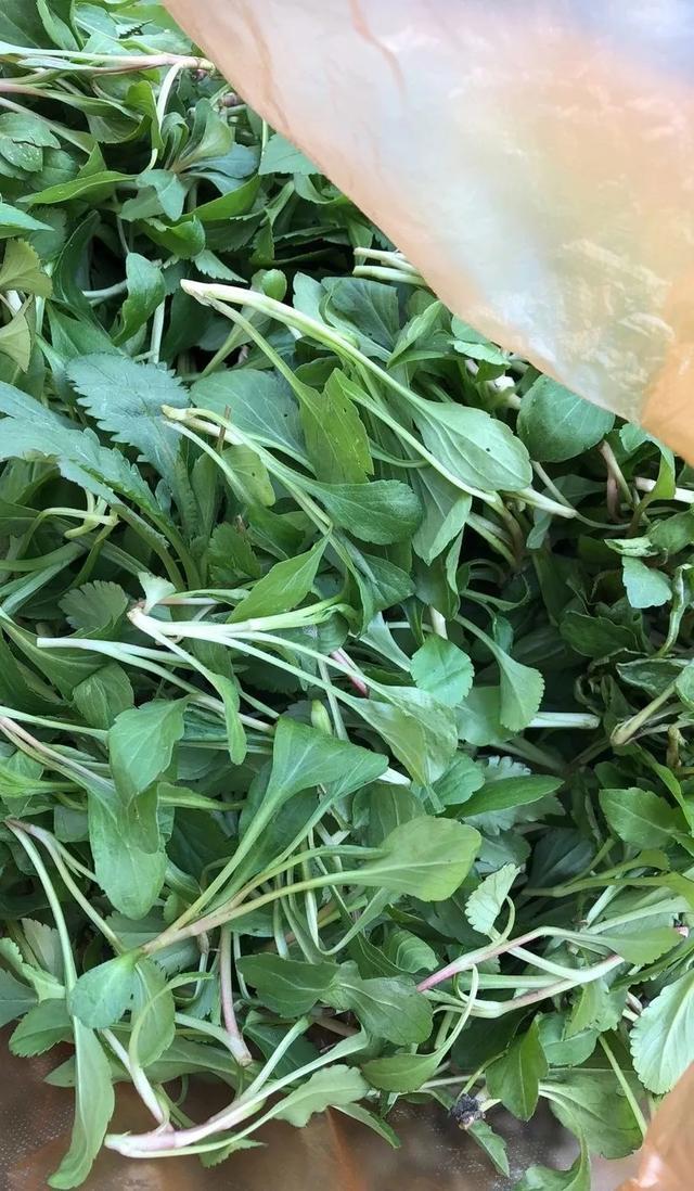春天野菜真好吃,挖一箩筐,馋得流口水|野葱|面条菜|荠菜_新浪新闻