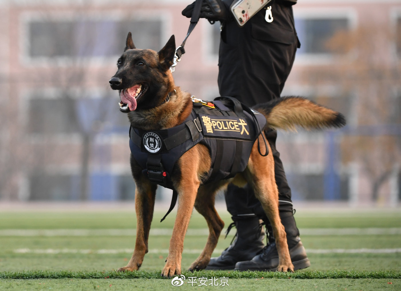 北京市公安局举行首批警用克隆犬入警仪式