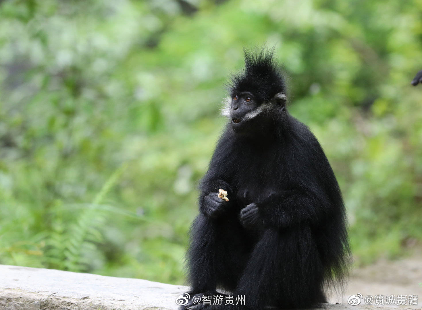 萌化了!贵州麻阳河国家级自然保护区野生黑叶猴林中嬉戏