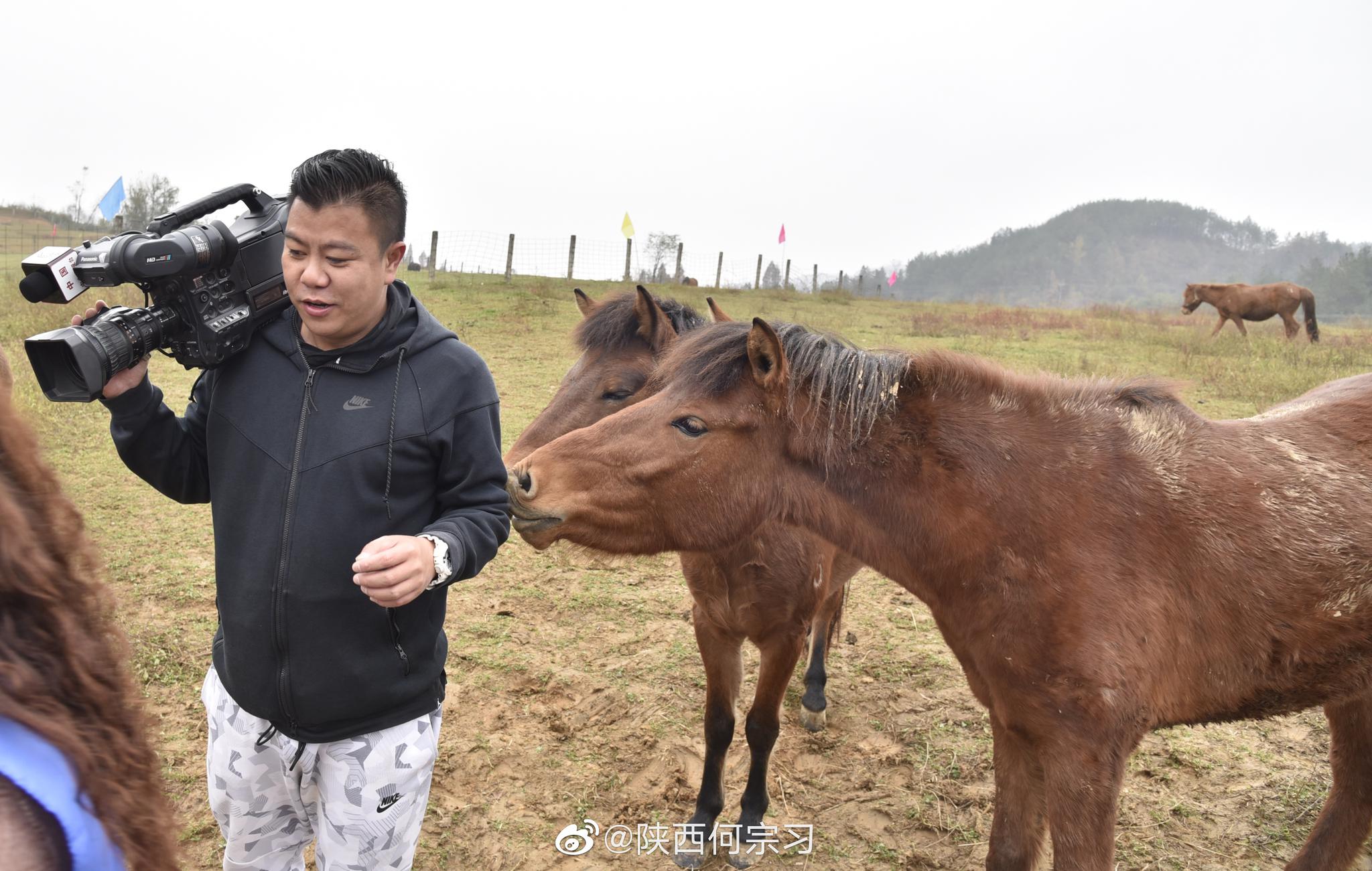 萌萌哒!宁强矮马太可爱啦_高清图集_新浪网