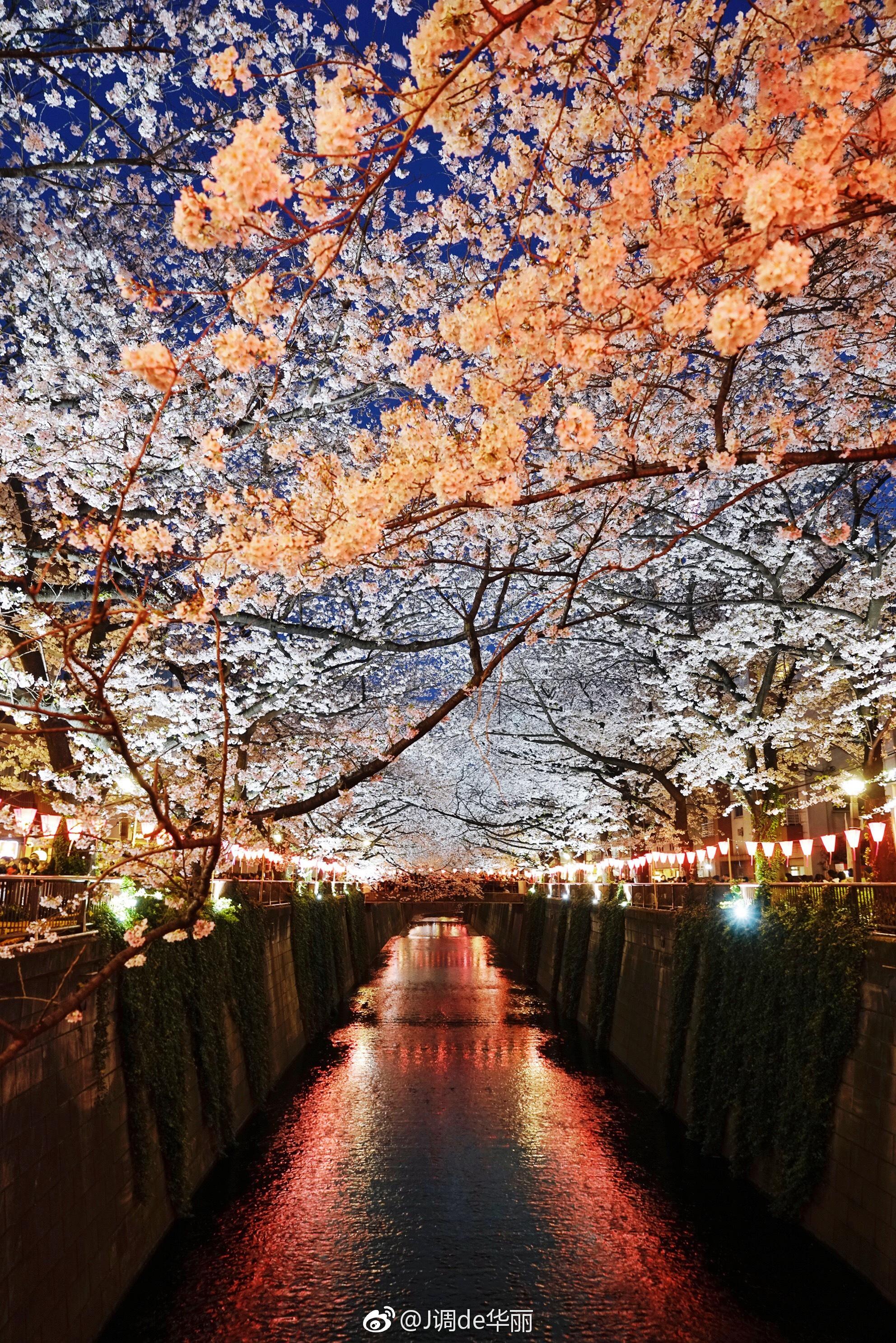 东京樱花季目黑川