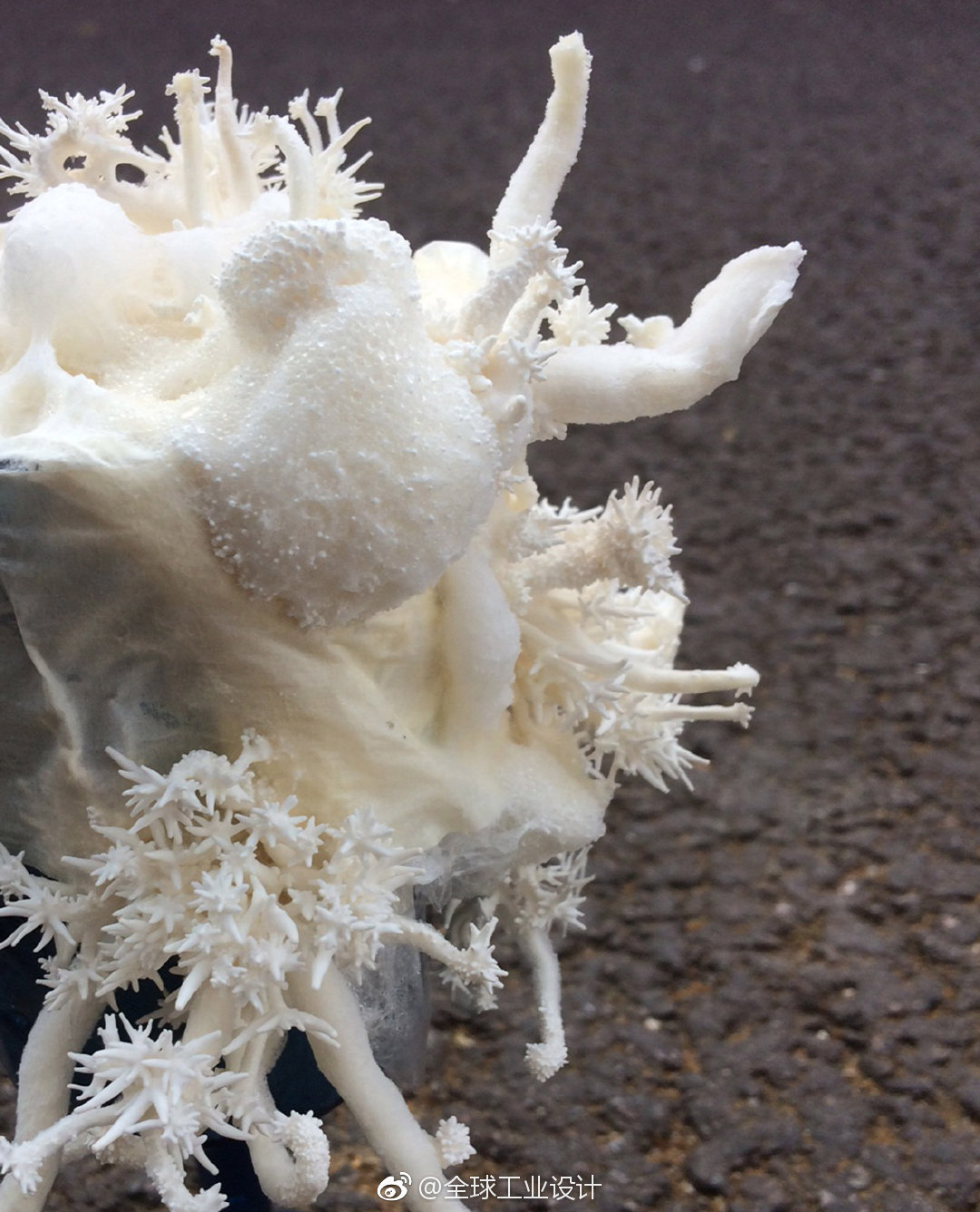 子座是什么意思 子座和菌丝体子实体啥区别