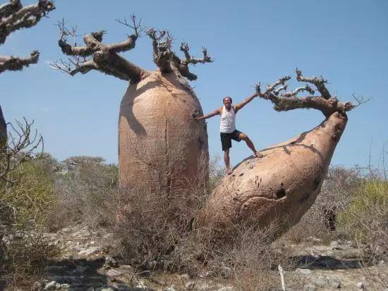 6000年大树里开酒吧非洲人太会玩如今这种树却濒临绝种