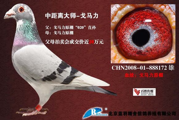 图集如电脑般聪慧的顶级鸽系电脑戈马力