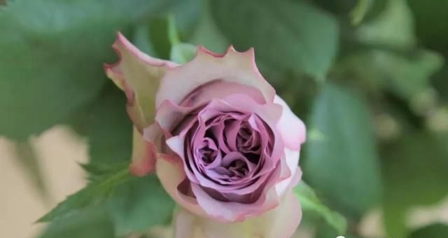 多洛塔 | 天生的复古范儿,渐变的旧紫色,复古神秘的优雅公主