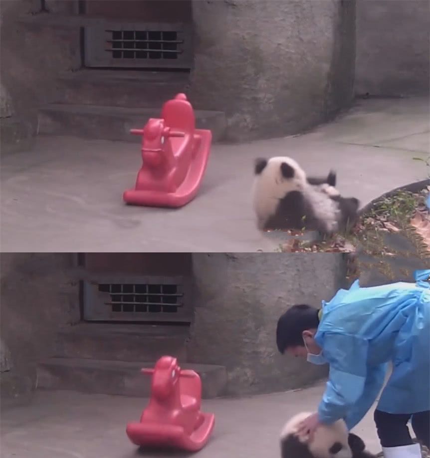 熊猫宝宝骄傲的骑上摇摇马,下一刻却悲催了,网友:玩的就是刺激