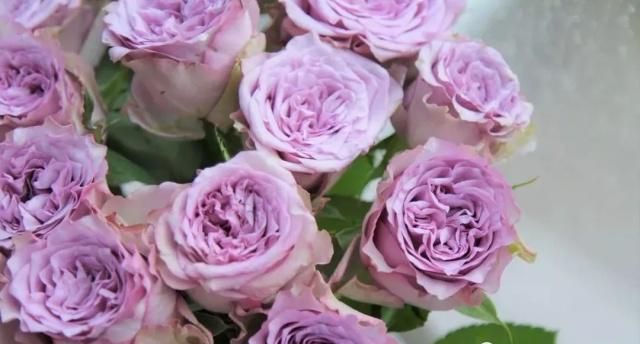 多洛塔 | 天生的复古范儿,渐变的旧紫色,复古神秘的优雅公主