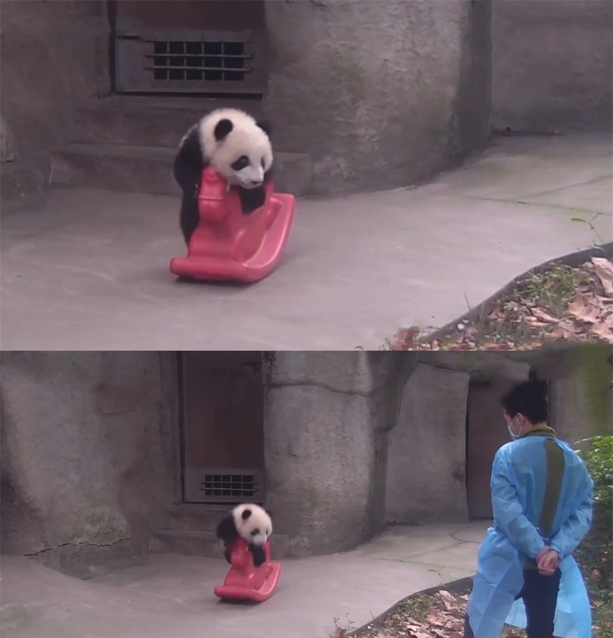 熊猫宝宝骄傲的骑上摇摇马,下一刻却悲催了,网友:玩的就是刺激