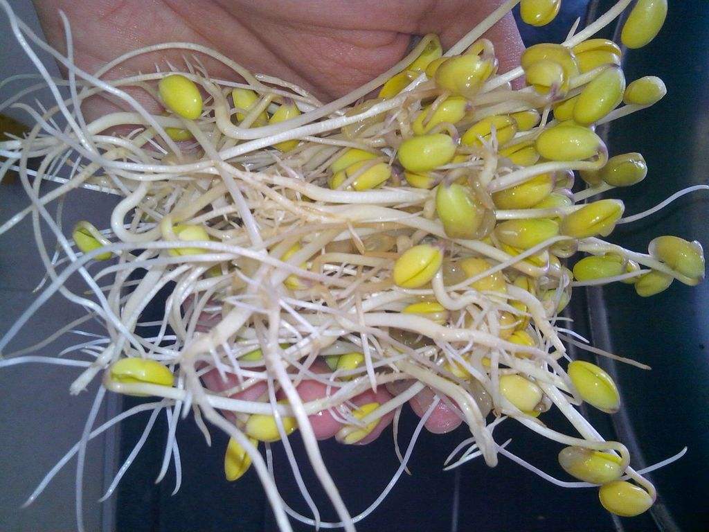 菜农教你快速辨认"毒豆芽",这三种豆芽免费送都最好别要
