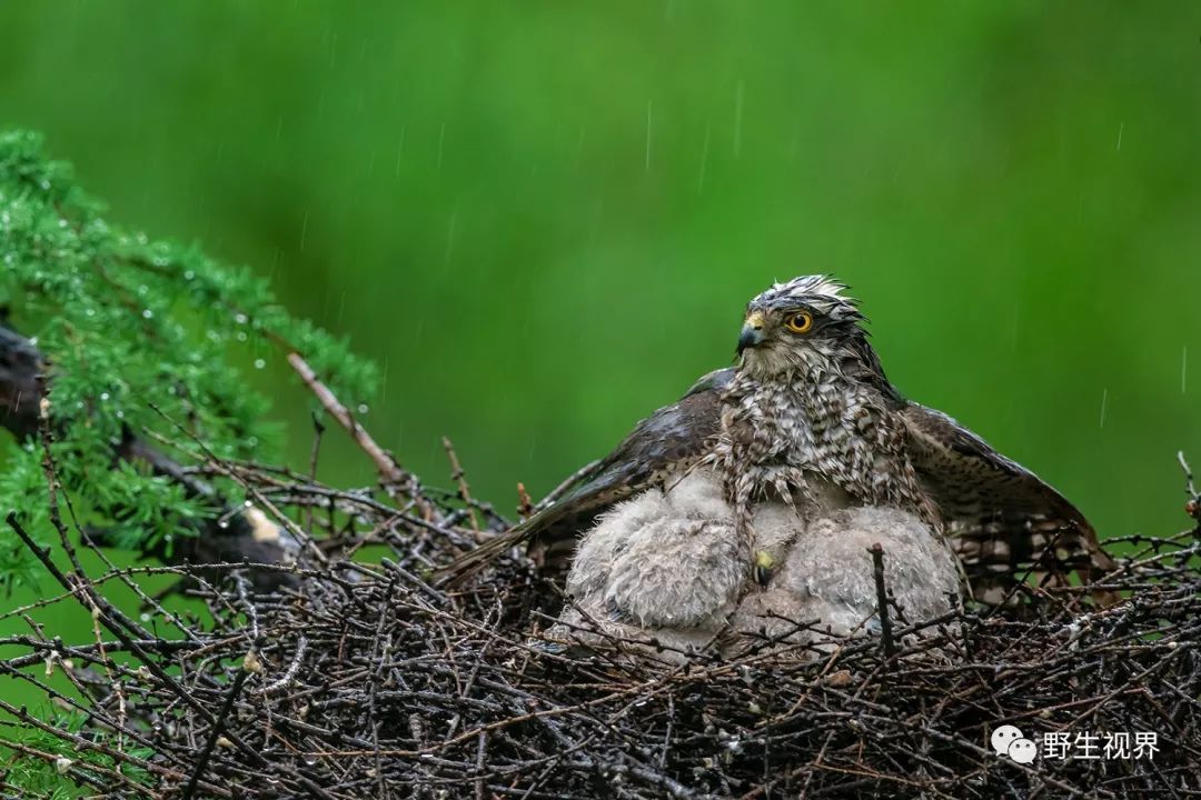 2019年我拍摄的野生动物