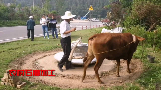 阆中牛推磨你那里还有吗